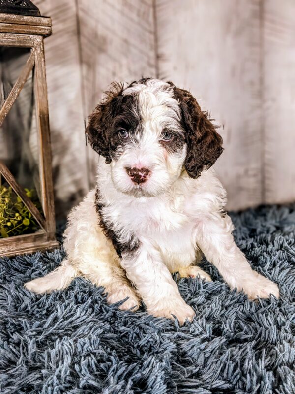 Ross AKC - Image 2