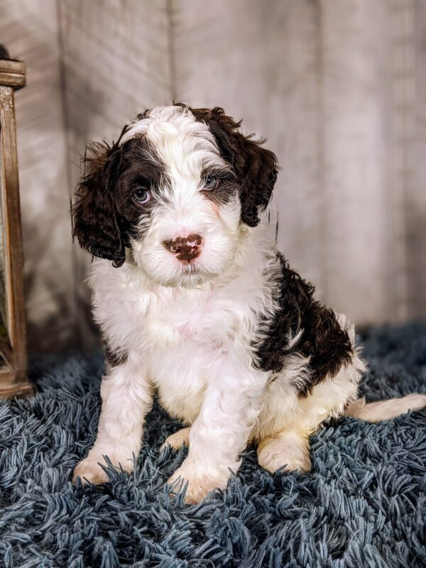 Ross AKC - Image 3