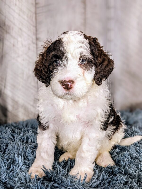 Ross AKC - Image 4