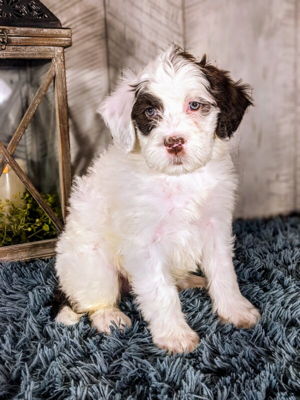Chandler AKC - Image 2