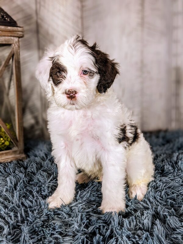 Chandler AKC - Image 3