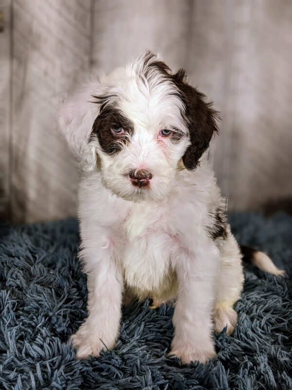 Chandler AKC - Image 4