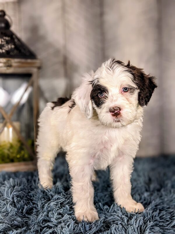Chandler AKC - Image 5