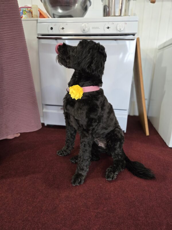 My Lovely Lady (3 Years old, Fully Trained) - Image 8