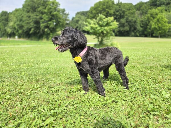 My Lovely Lady (3 Years old, Fully Trained) - Image 6