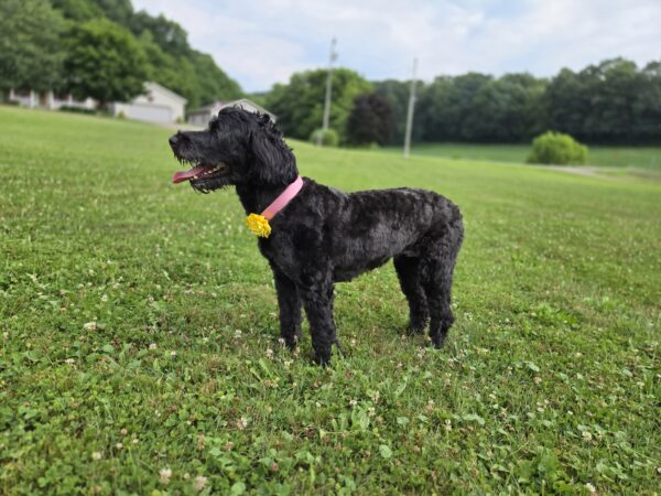 My Lovely Lady (3 Years old, Fully Trained) - Image 5
