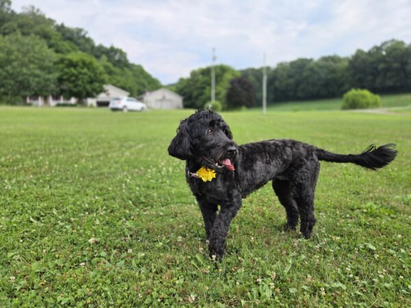 My Lovely Lady (3 Years old, Fully Trained) - Image 4