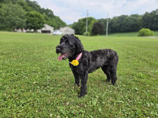 My Lovely Lady (3 Years old, Fully Trained) - Image 3