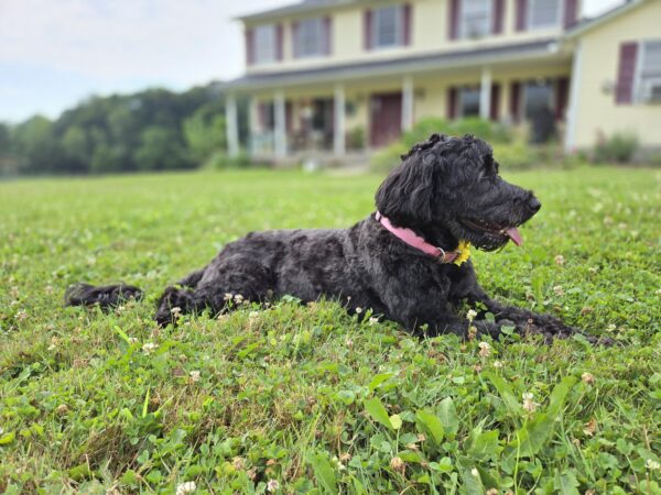 My Lovely Lady (3 Years old, Fully Trained) - Image 2