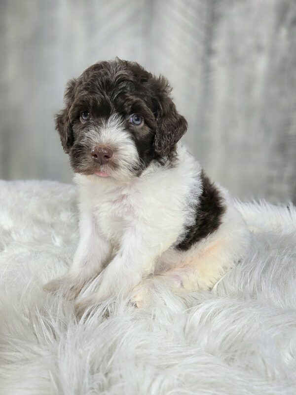 Sir Winston - Image 2