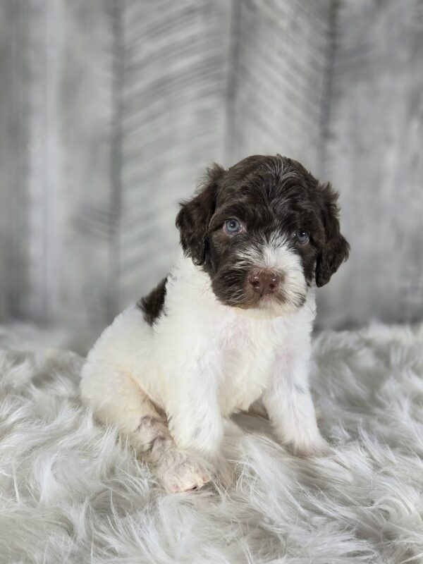 Sir Winston - Image 3