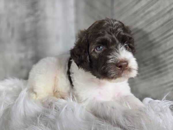 Sir Winston - Image 5