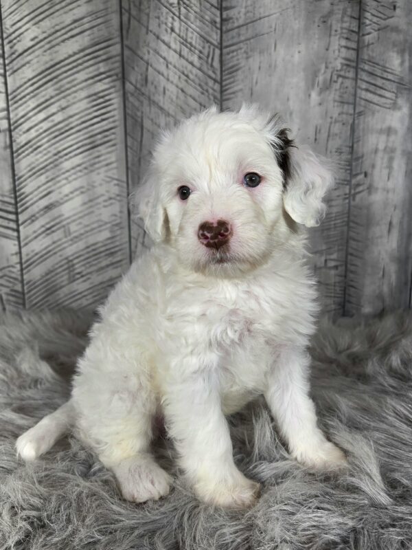 Cooper AKC - Image 2