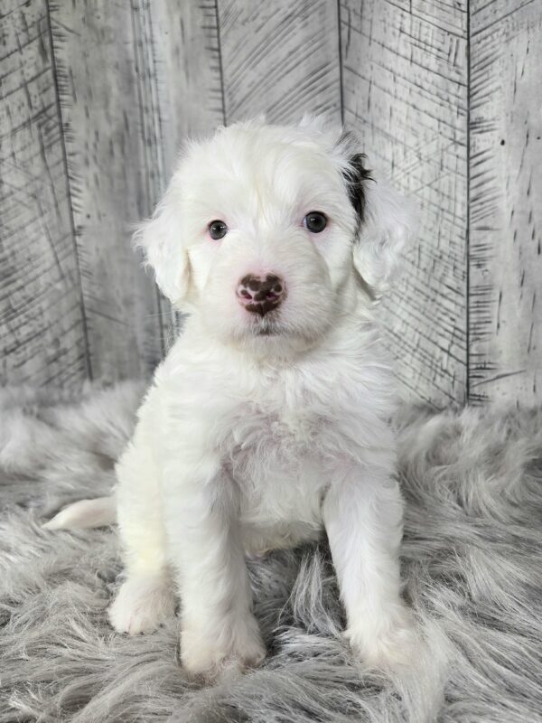 Cooper AKC - Image 3
