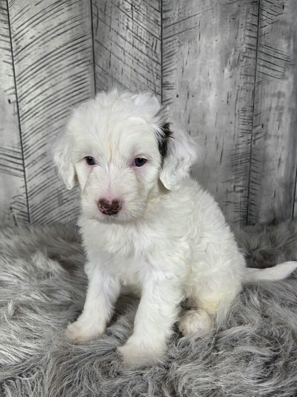 Cooper AKC - Image 4