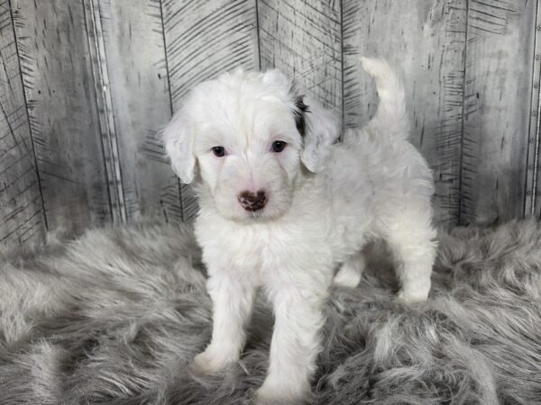 Cooper AKC