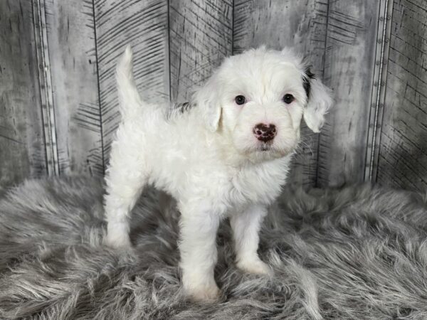 Cooper AKC - Image 5