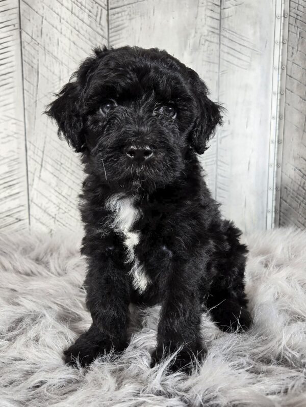 Dexter AKC