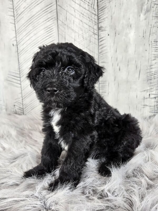Dexter AKC - Image 2