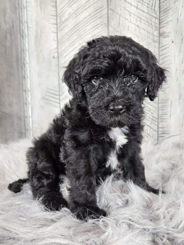 Dexter AKC - Image 4