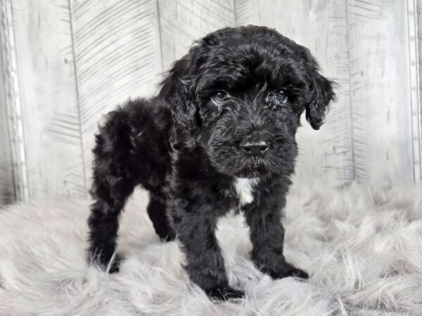 Dexter AKC - Image 3