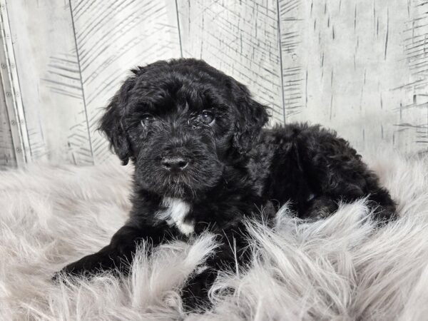 Dexter AKC - Image 5