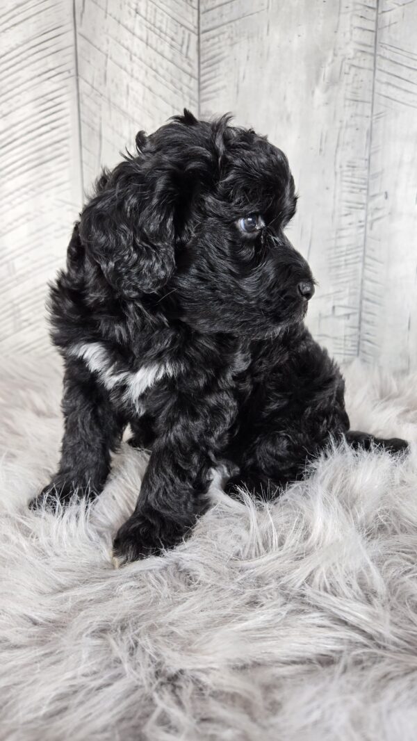 Miss Amaya AKC - Image 2