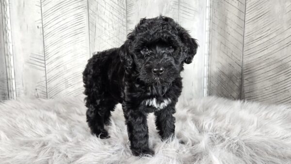 Miss Amaya AKC - Image 6