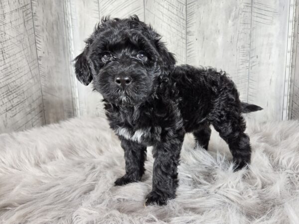 Miss Amaya AKC