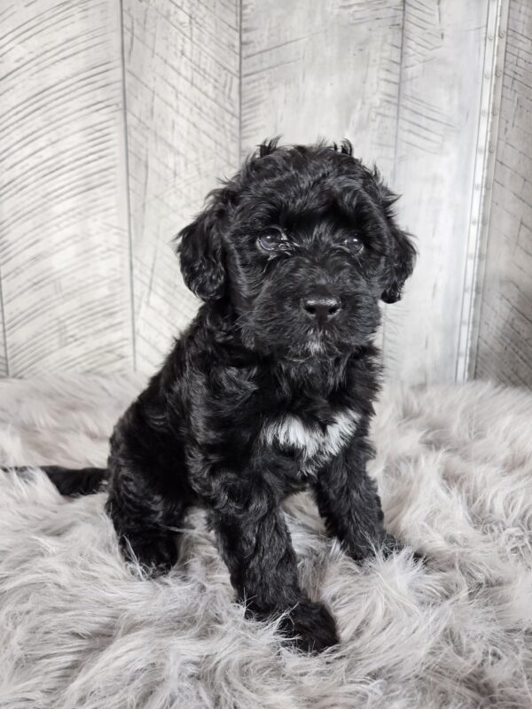 Miss Amaya AKC - Image 5