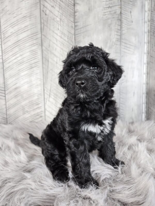 Miss Amaya AKC - Image 4