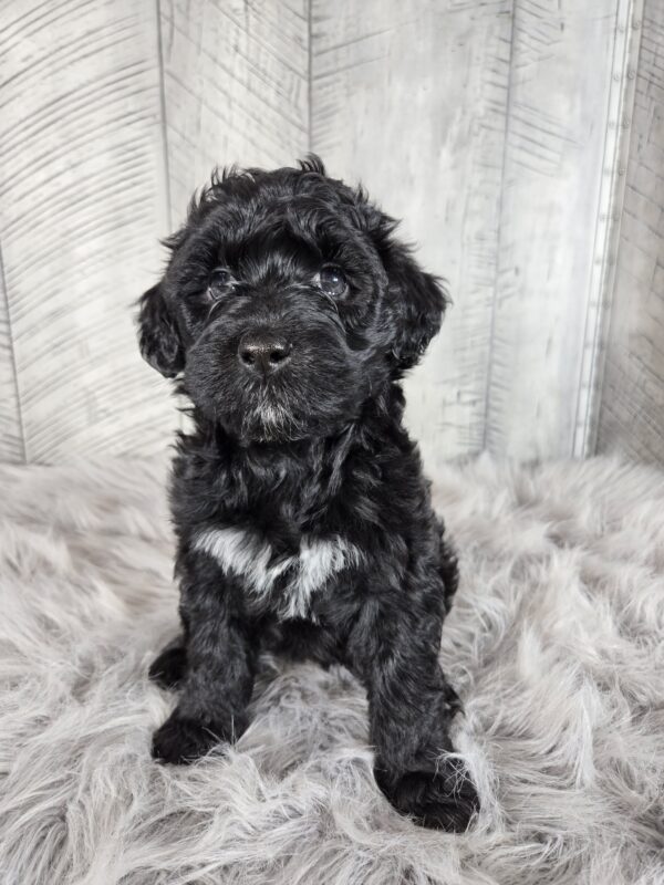 Miss Amaya AKC - Image 3