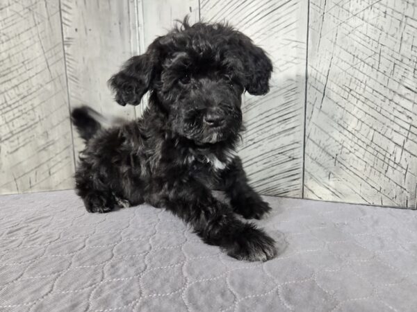 Teddy AKC - Image 6