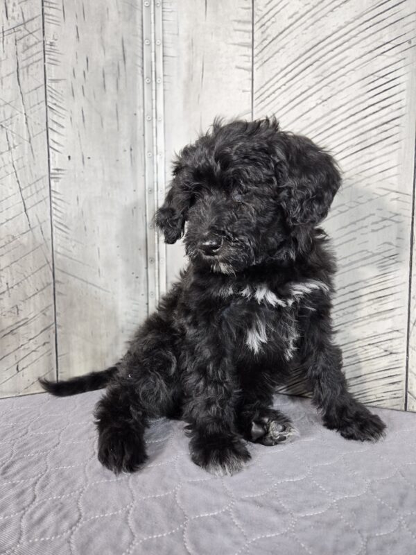 Teddy AKC - Image 5