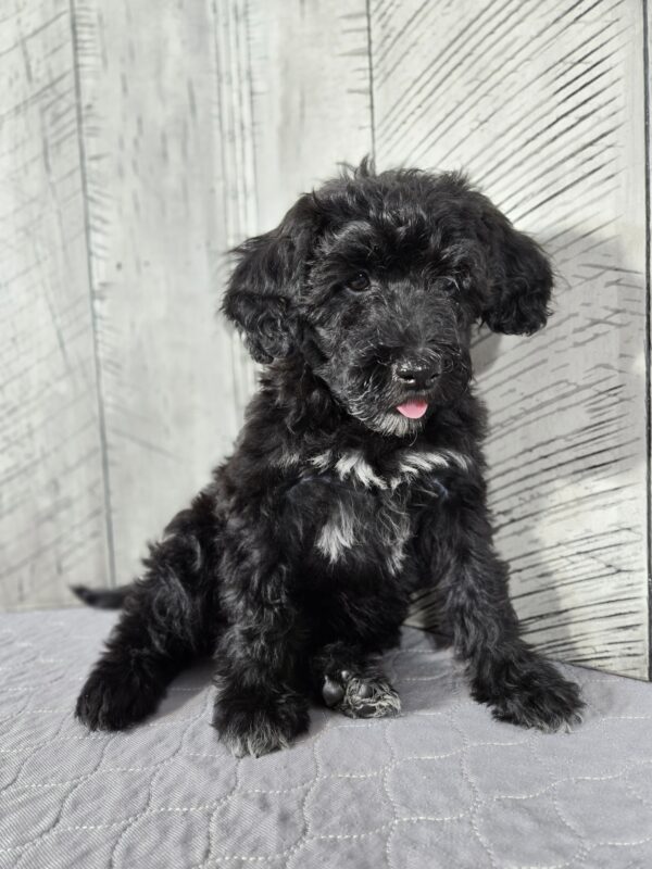 Teddy AKC