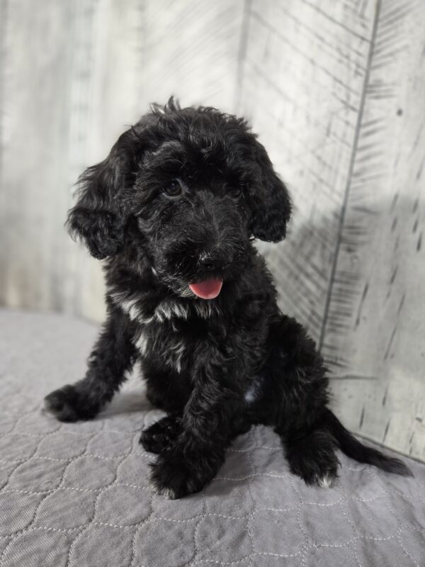 Teddy AKC - Image 7