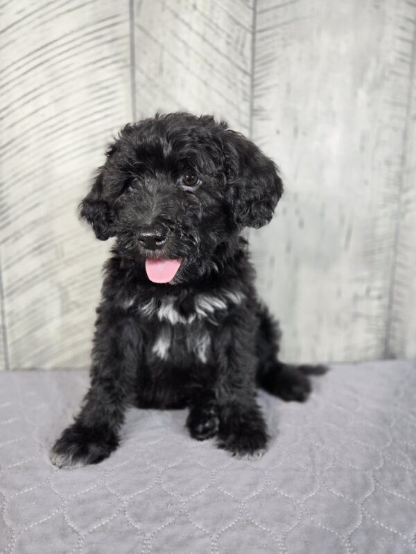 Teddy AKC - Image 4