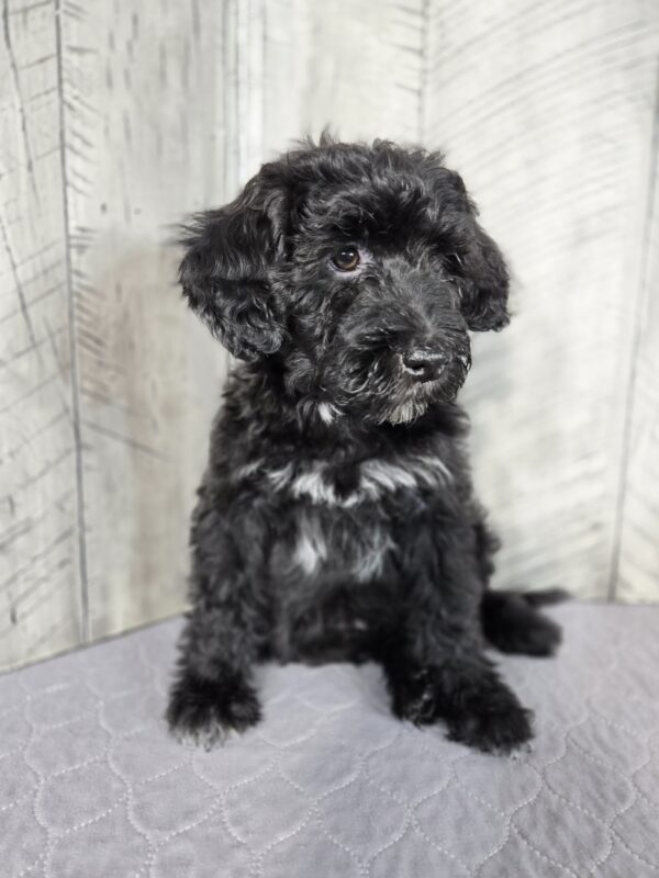 Teddy AKC - Image 3