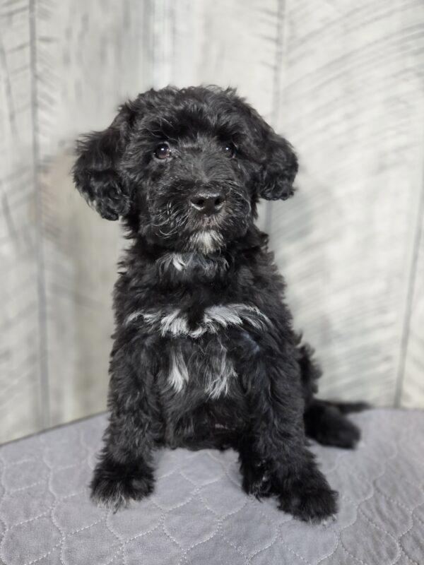 Teddy AKC - Image 2