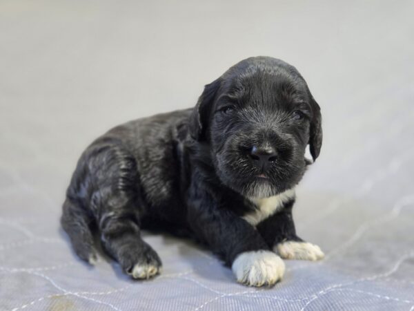 Daisy & Chip's August 2024 Litter - Image 4