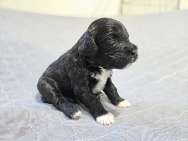 Daisy & Chip's August 2024 Litter - Image 5
