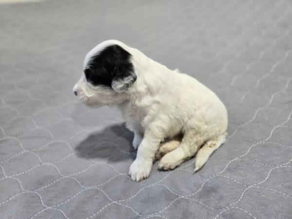 Daisy & Chip's August 2024 Litter - Image 10