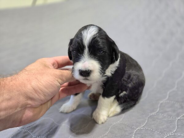 Daisy & Chip's August 2024 Litter - Image 2