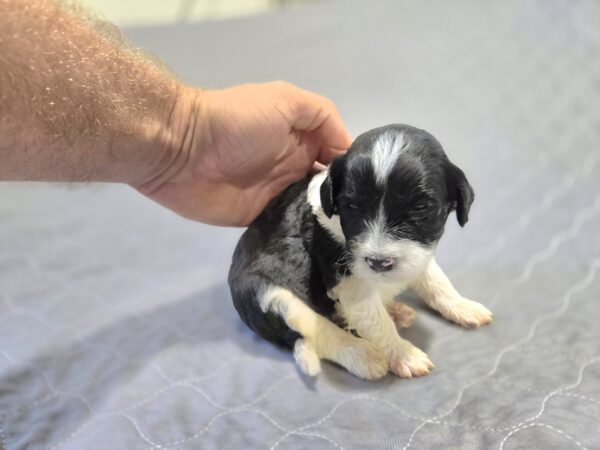 Daisy & Chip's August 2024 Litter - Image 7
