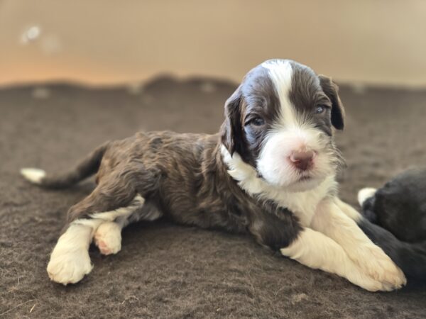 Daisy & Chip's August 2024 Litter - Image 9