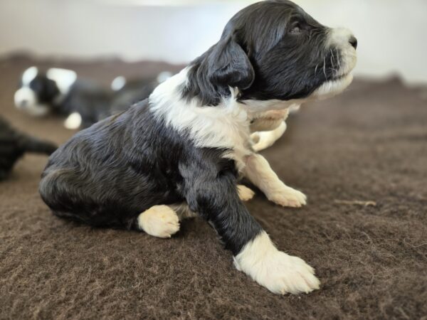 Daisy & Chip's August 2024 Litter - Image 8