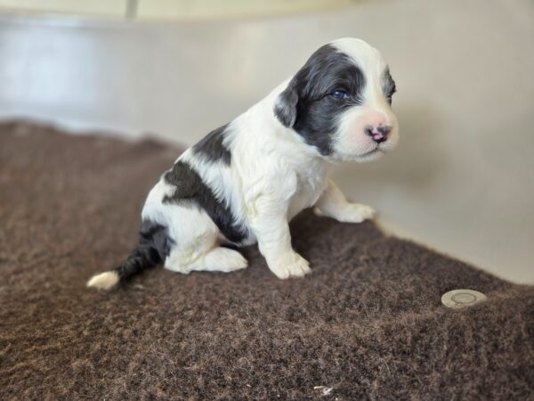Daisy & Chip's August 2024 Litter - Image 6