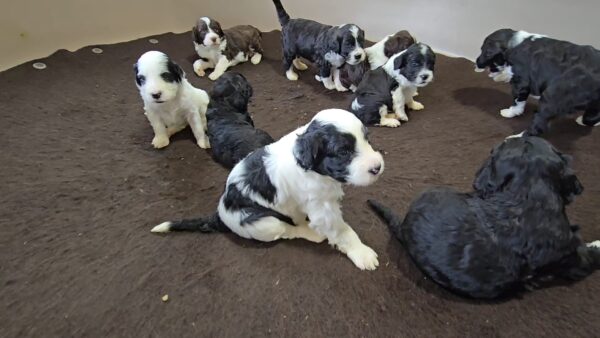Daisy & Chip's August 2024 Litter