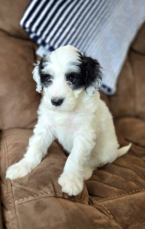 Snuggles - Image 4