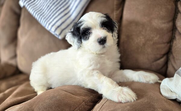 Snuggles - Image 2